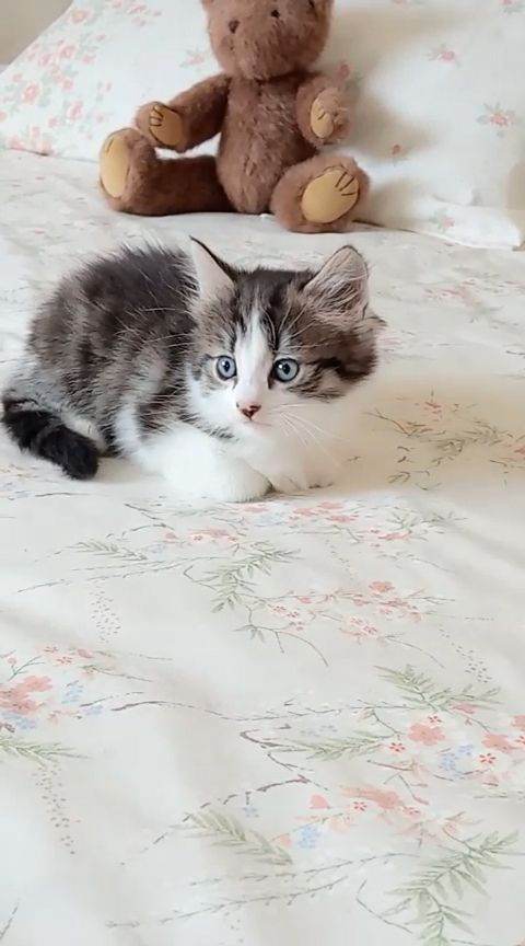 Gourgeous kittens for sale!!!