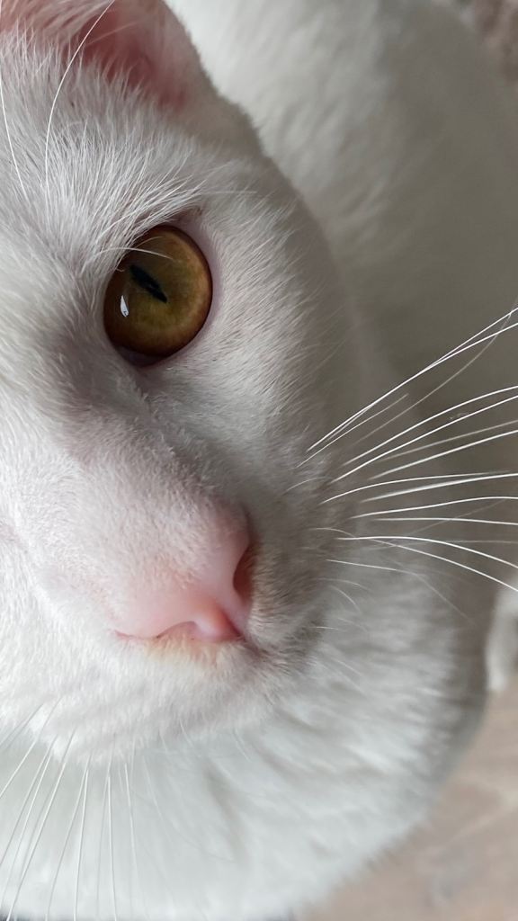 Russian white–mix male cat | calm, cuddly, family-friendly