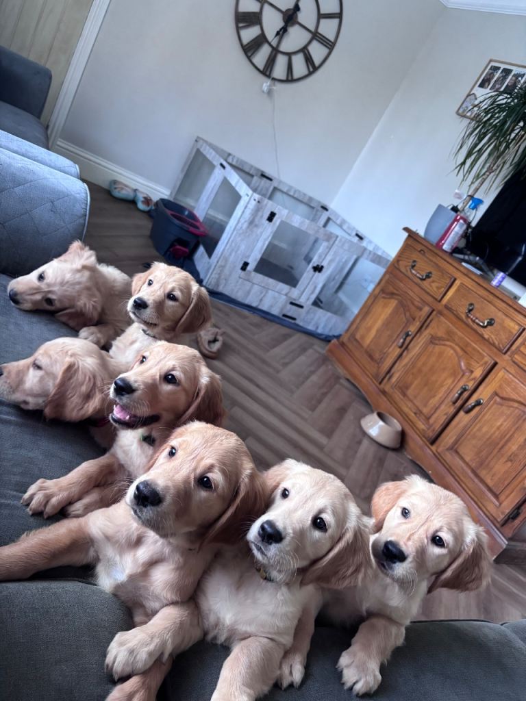 5 beautiful golden retriever puppies left.