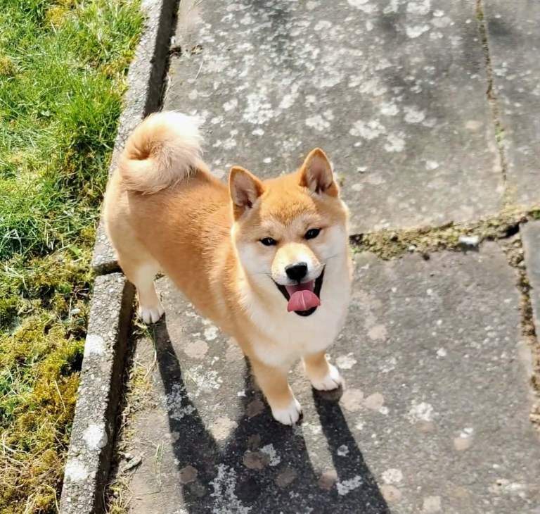 SHIBA INU PUPPIES – LAST BOY & GIRL AVAILABLE 🐕