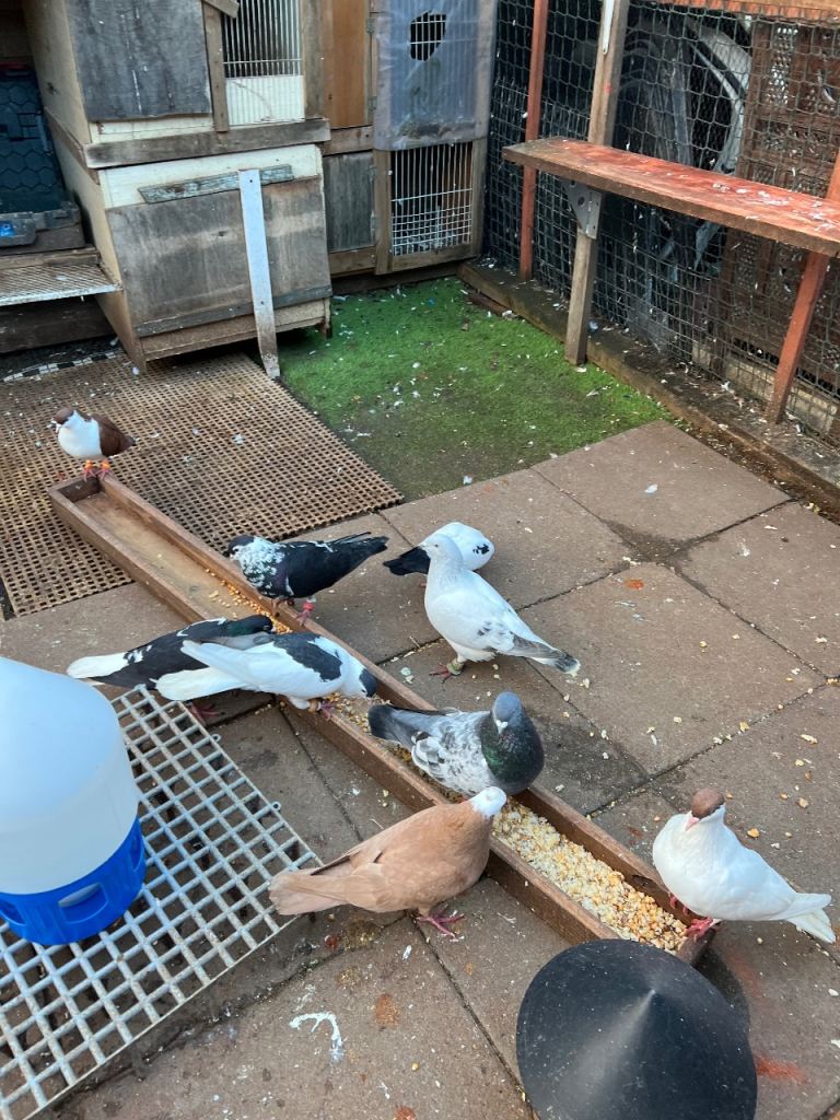 Afghan Pigeons 