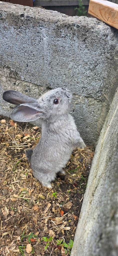 Baby Rabbit