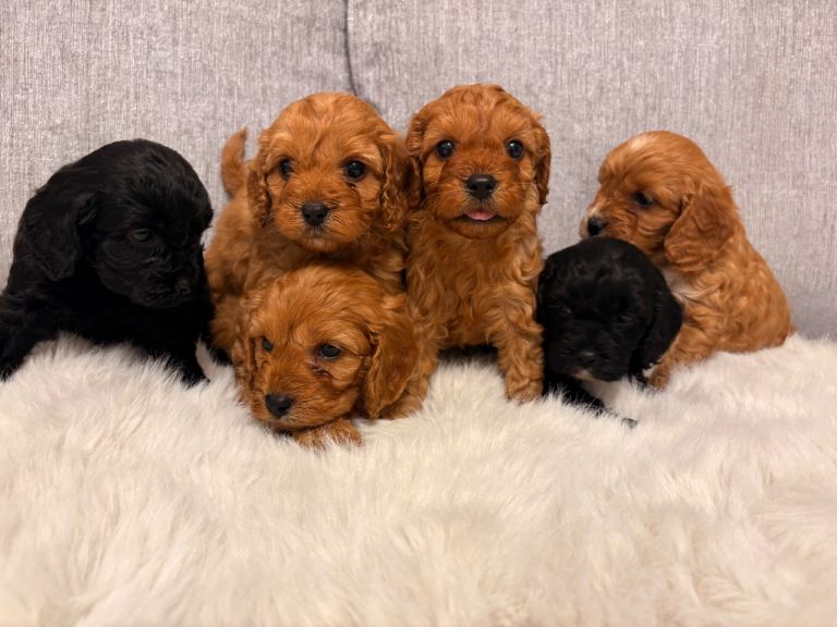 F1 cavapoo puppies fully health tested