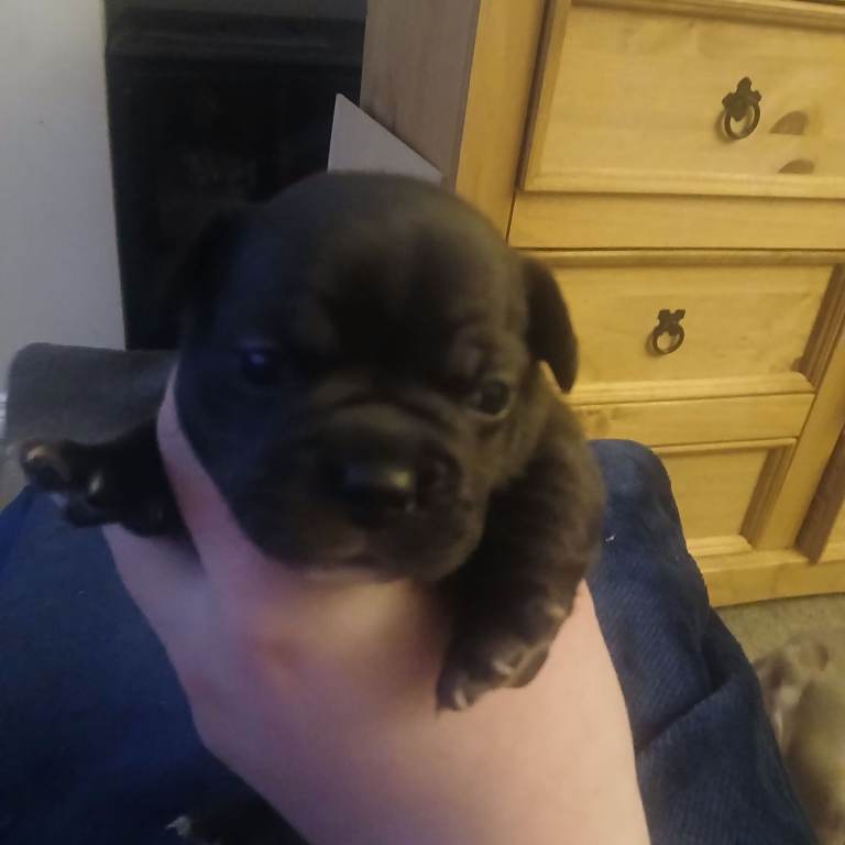Puppies 3/4 french bulldog 1/4 pug 