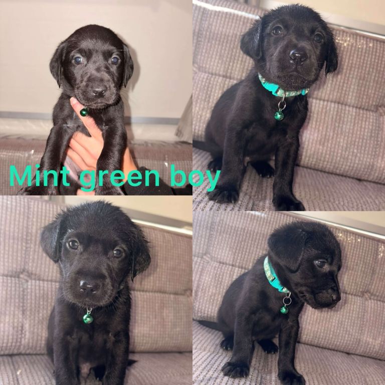 ⭐️kc Reg Labrador Retrievers⭐️