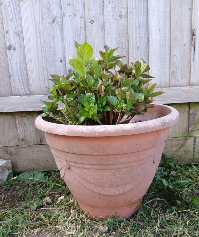 Reduced-Potted mature hydrangea