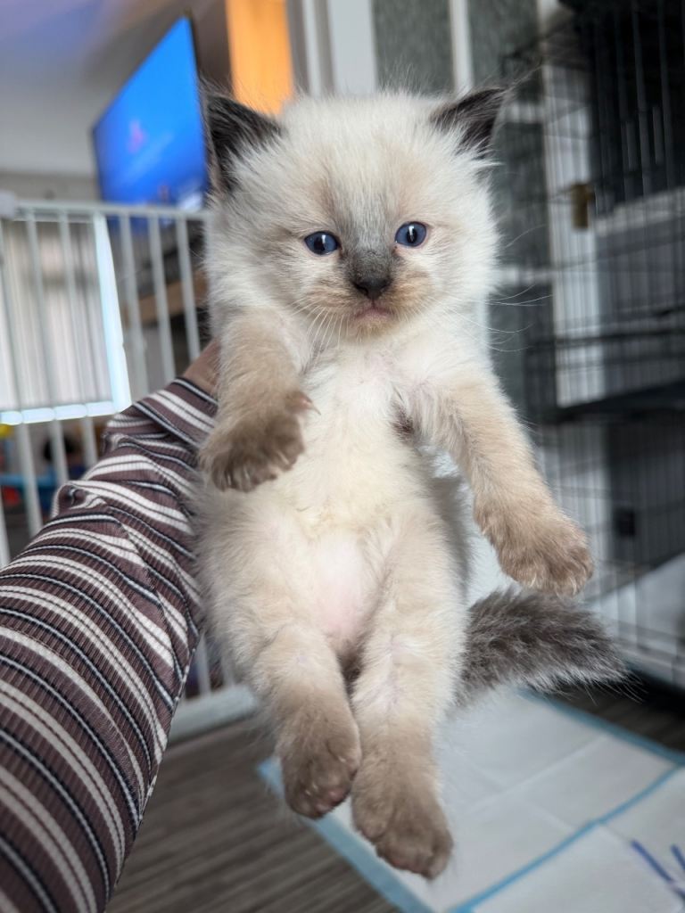 Stunning ragdoll kittens