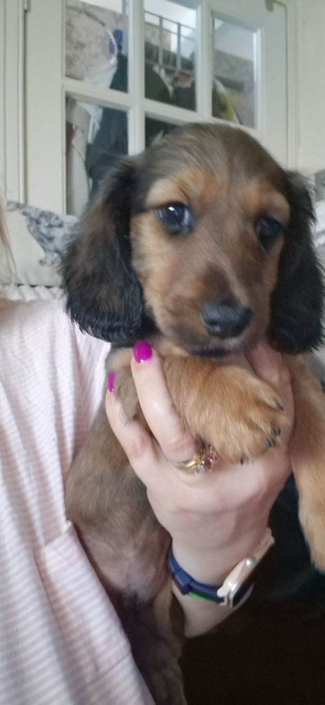 Miniature dachshund puppies