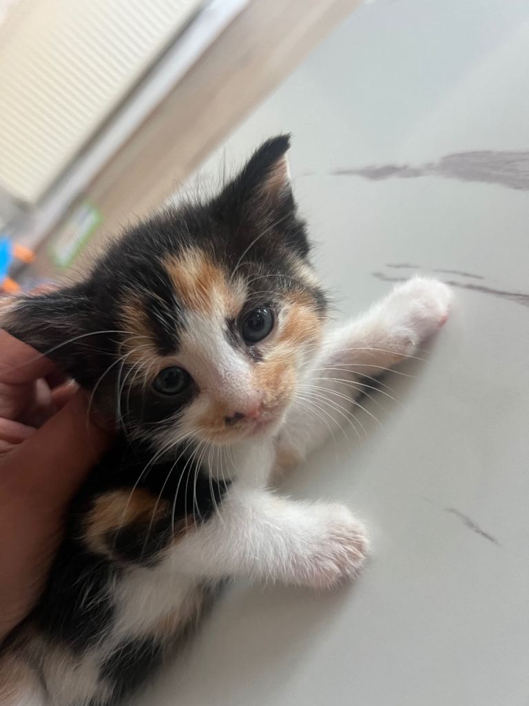 ginger, black and white kittens 