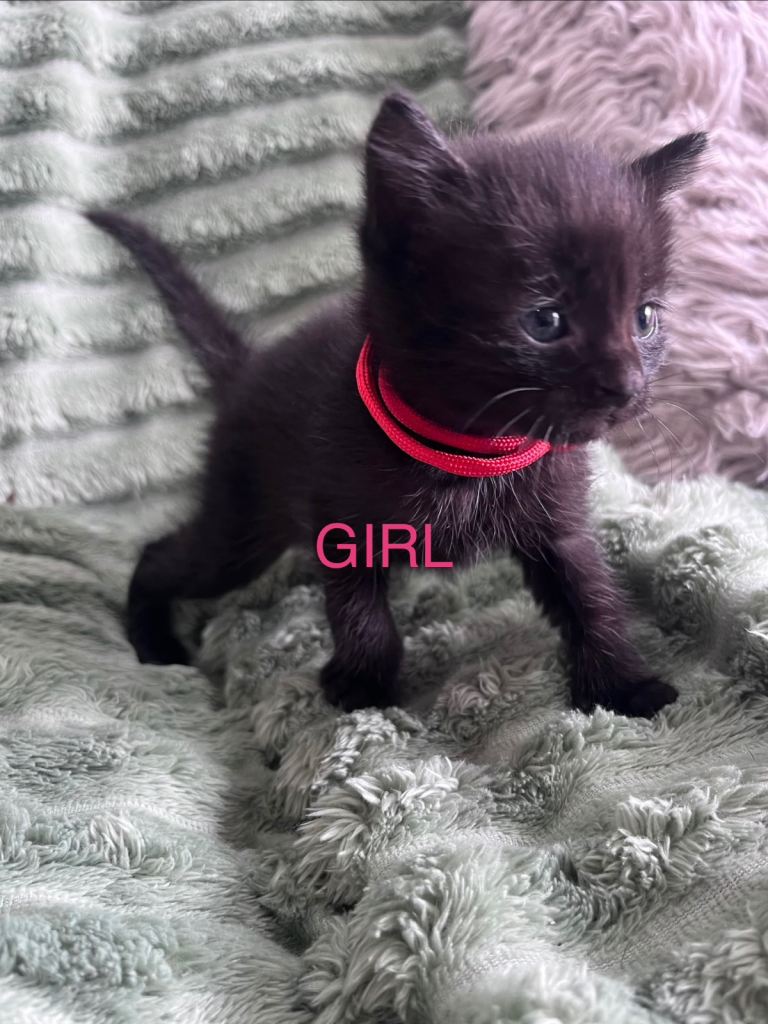 KITTENS 