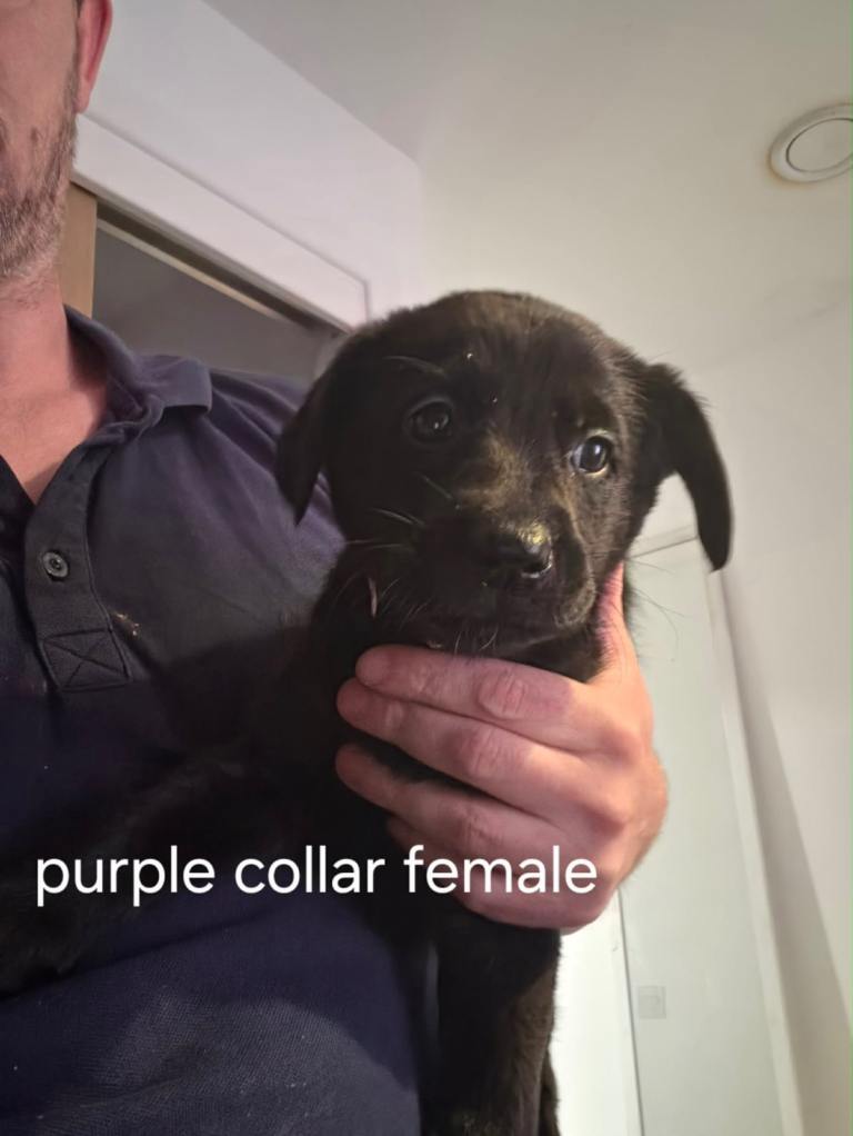 German Shepard x lab 