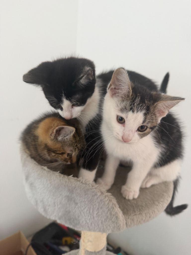 Adorable kittens for sale