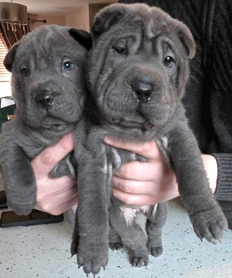 Shar pei puppies for sale