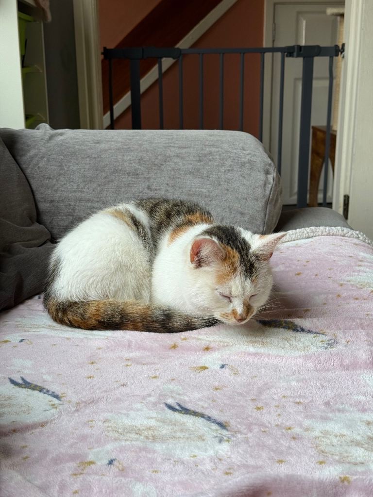 2 year old Female cat