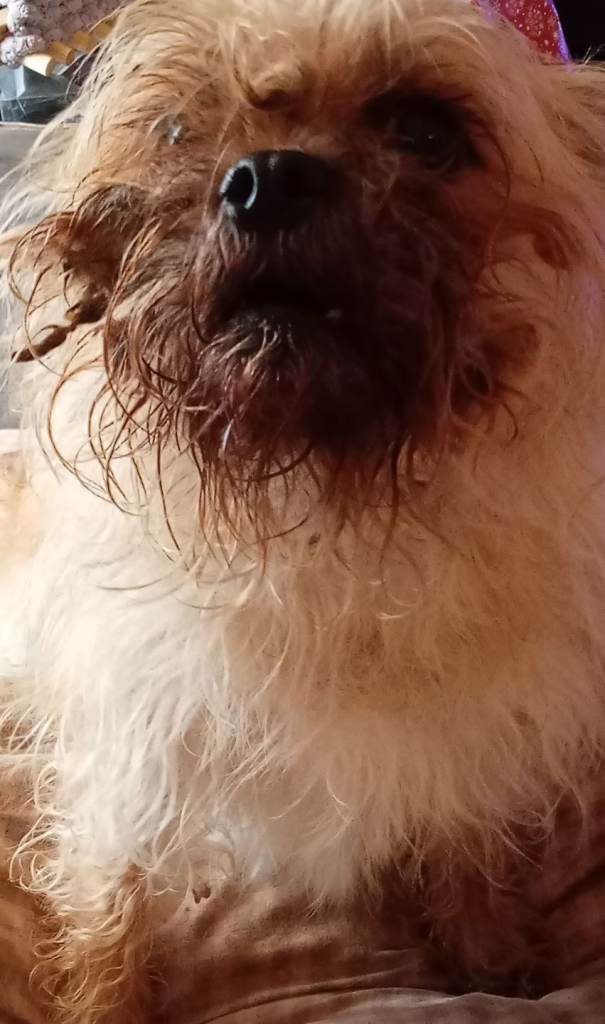 2 female adult dogs for rehoming