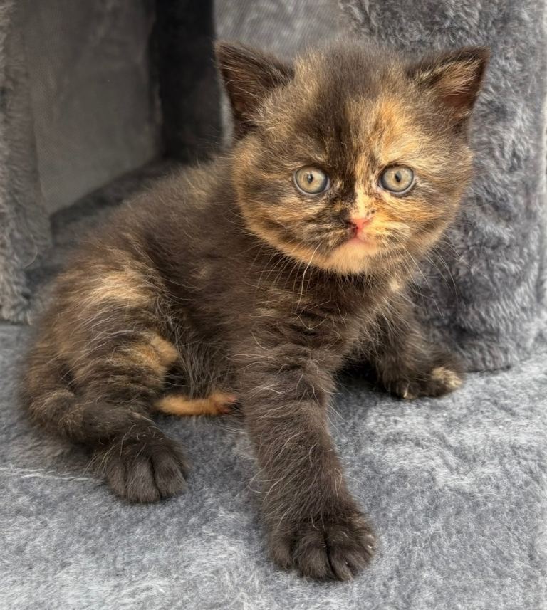 2 gccf - British short hair kittens - £700 for both 