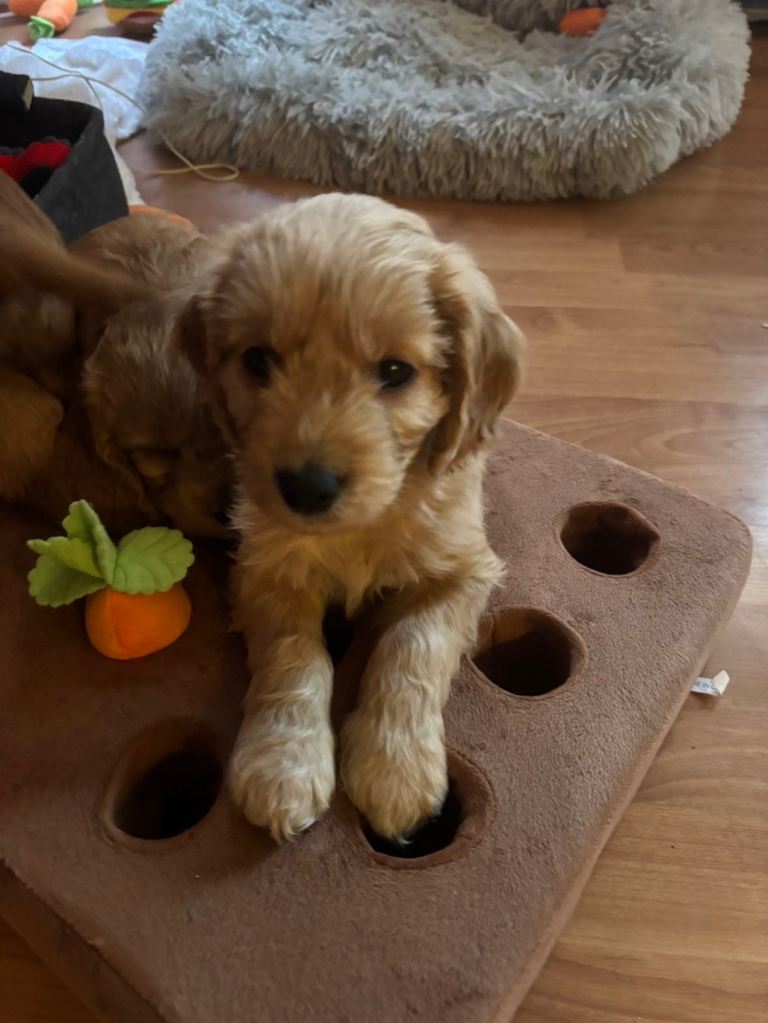Cockapoo F1b puppies