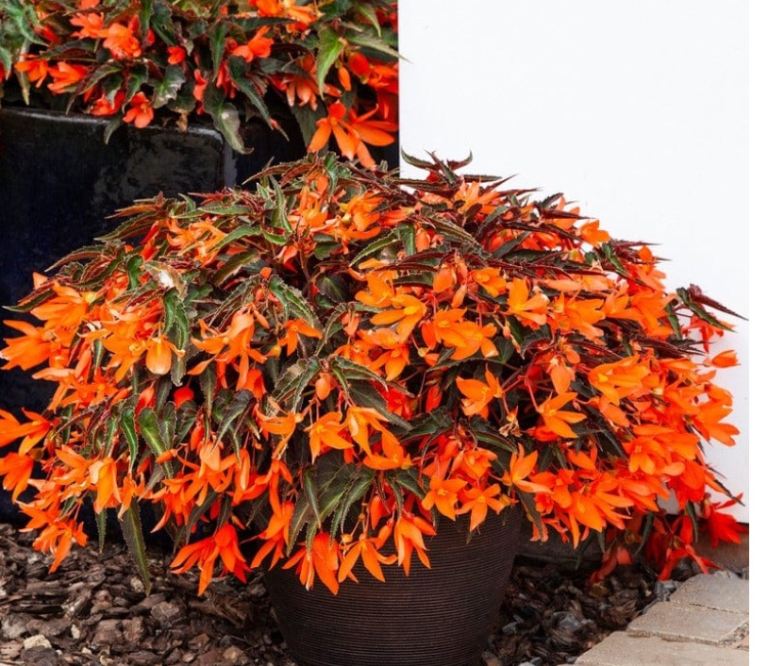 TRAILING BEGONIA STARSHINE BRONZE PAPAYA