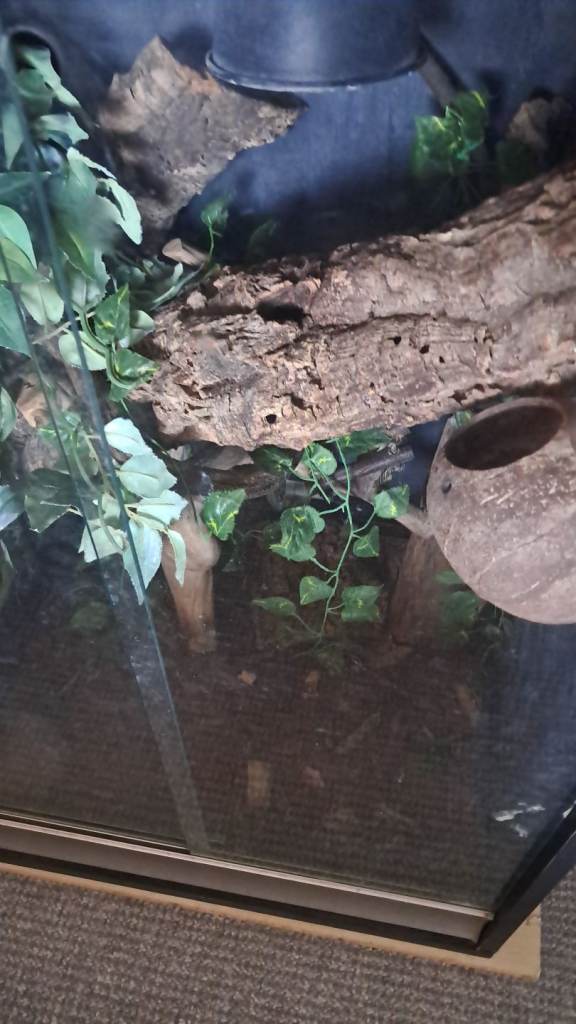 Reptiles cage 
