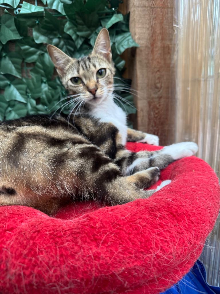 TWO FEMALE CATS NEEDING NEW HOME/S
