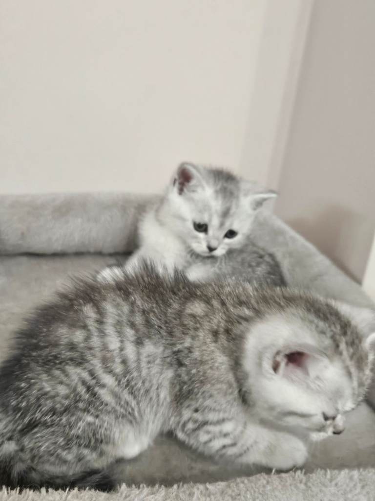 British shothair tabby kittens 
