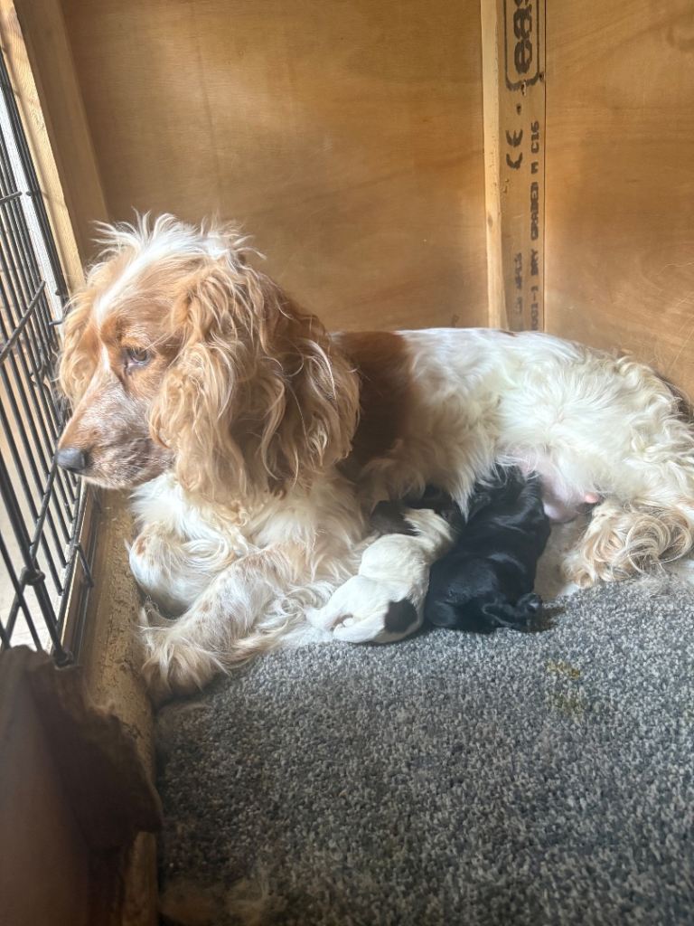 Cocker spaniel puppies 