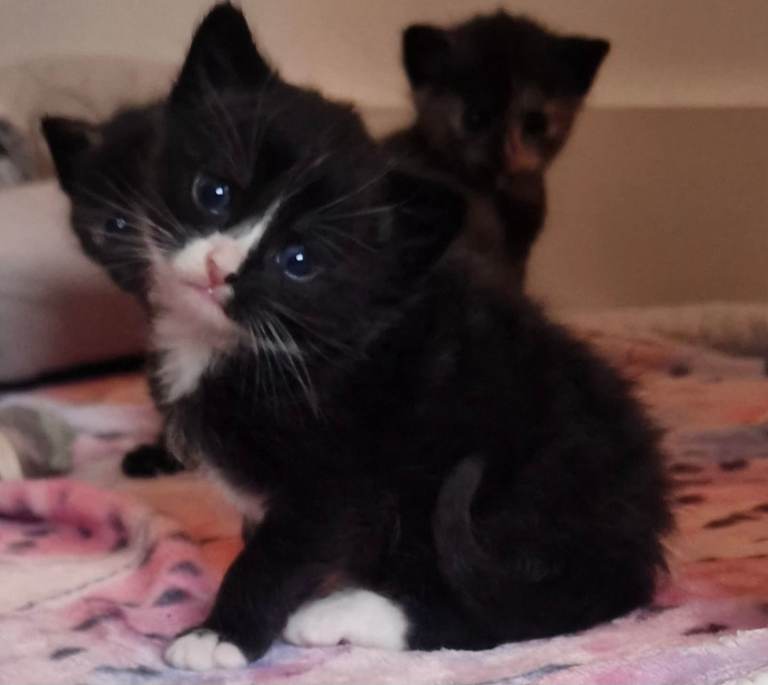 6 kittens for sale. 5 girls and 1 boy.  ALL SOLD.