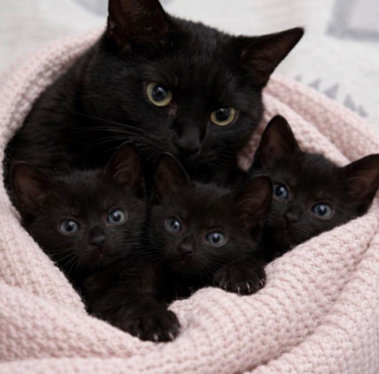 Beautiful kittens for sale 