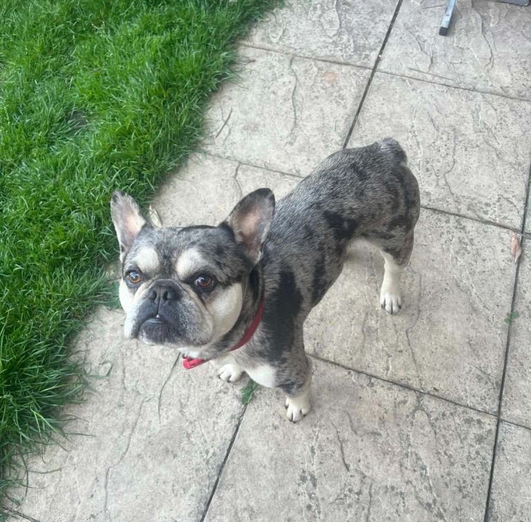 Male French bulldog for sale 