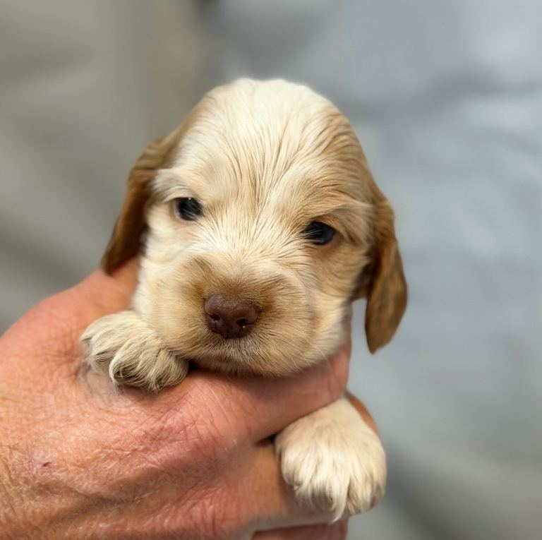 *1 puppy available* KC show by cocker spaniel puppies - extensively health tested