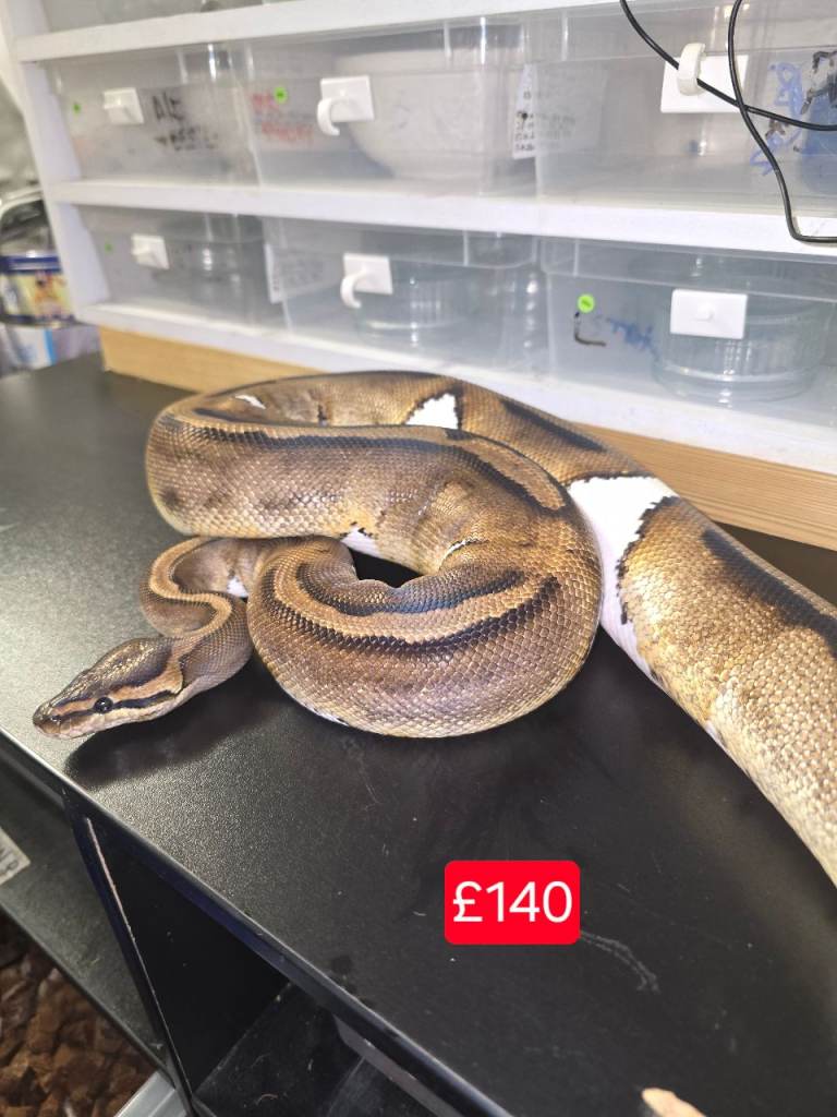 Royal / Corn S nake Equipment for sale