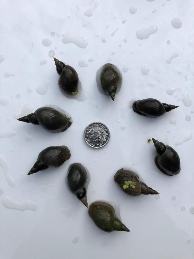 9 x LARGE (20MM+ MINIMUM SIZE) Adult Breeding Lymnaea Stagnalis Great Pond Snails