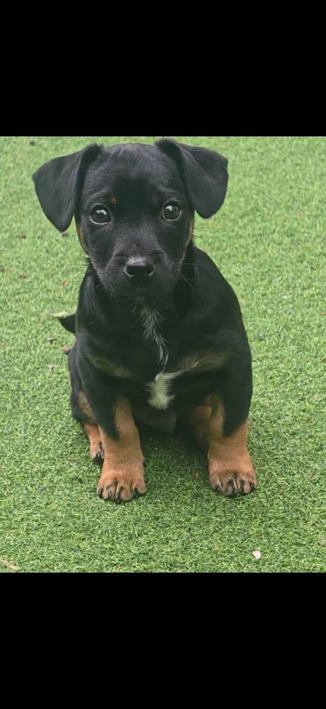 Jack russel puppy