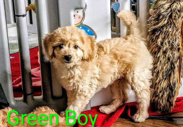 READY NOW Mini Goldendoodle Puppies F1B