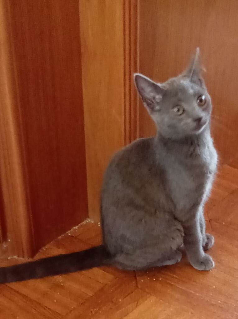 British shorthair kitten