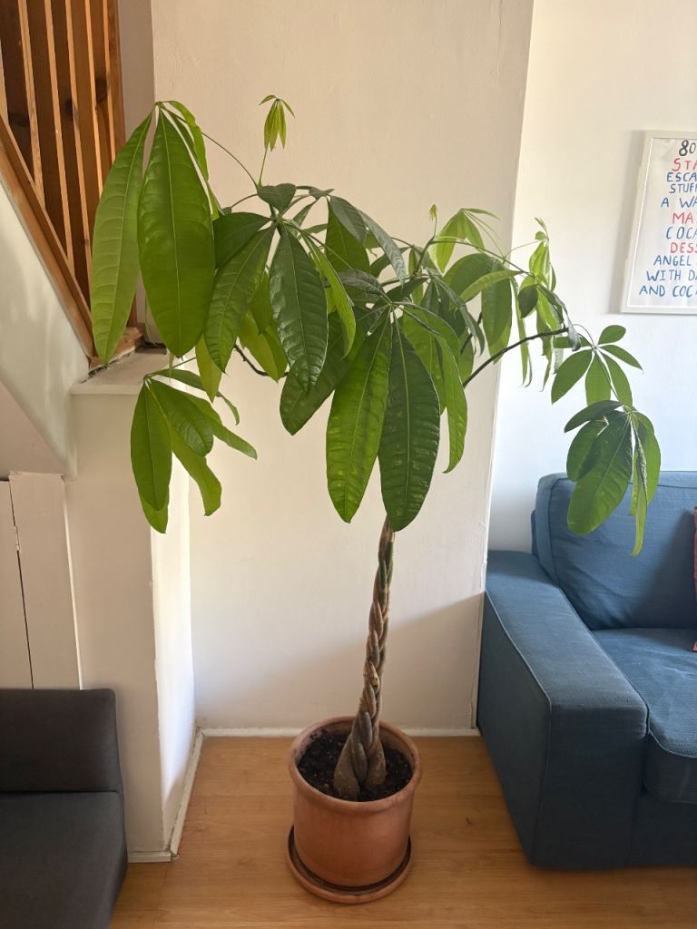 Large Money tree plant with pot 