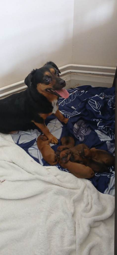 Jack Russell mix dachshund puppies 