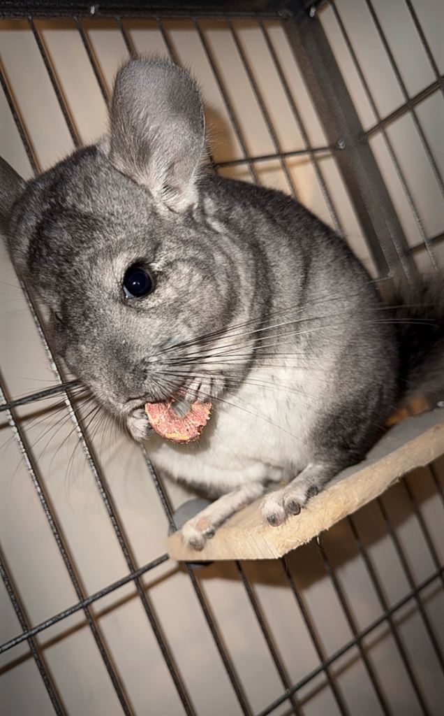 Beautiful tame male chinchilla and setup