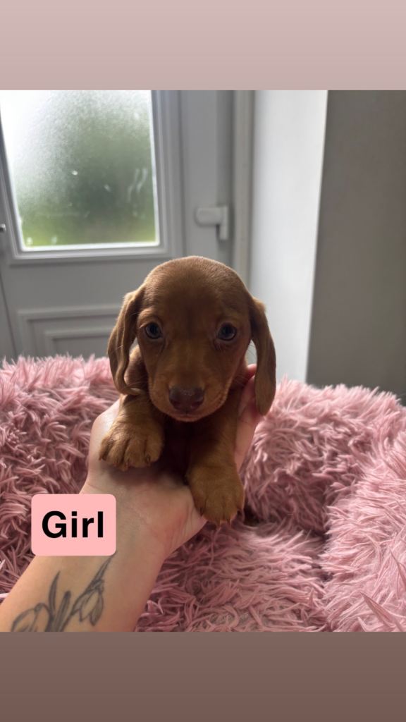 Miniature dachshund puppies 