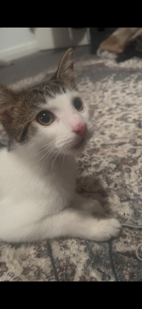 Male kitten