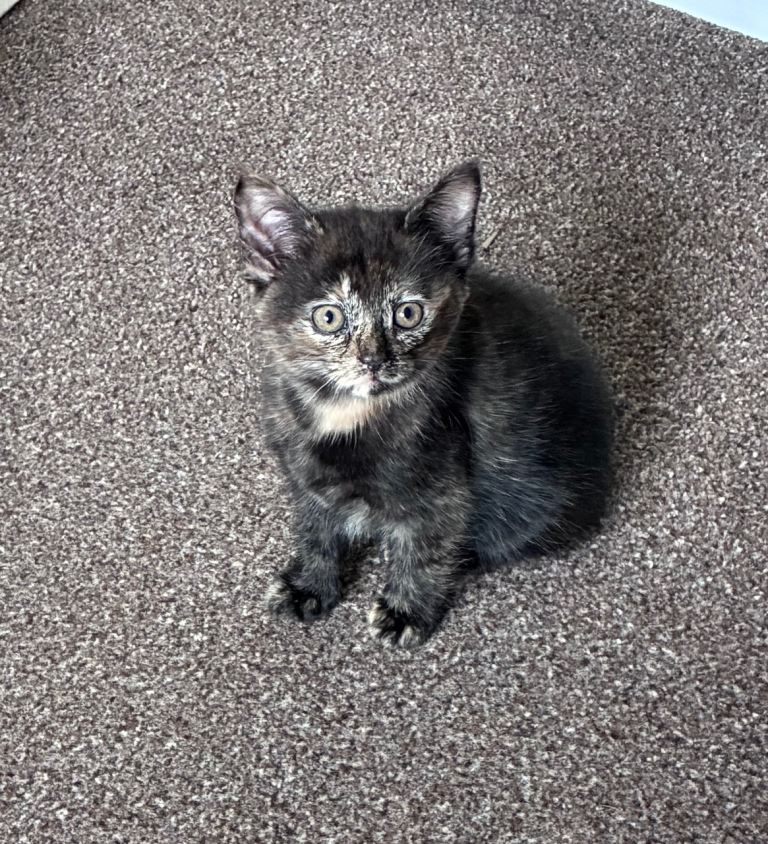 Ready now last1 - Maine coon x female kitten