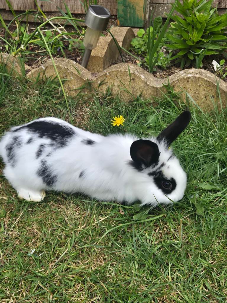 Mixed Breed Dutch and Lionhead 