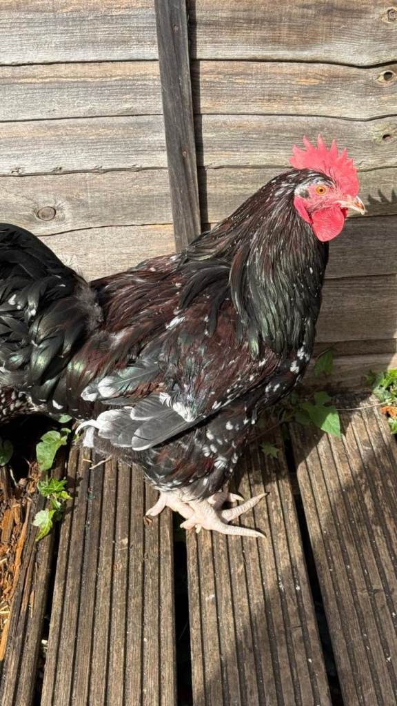Sussex speckled egg layer & cockerel 