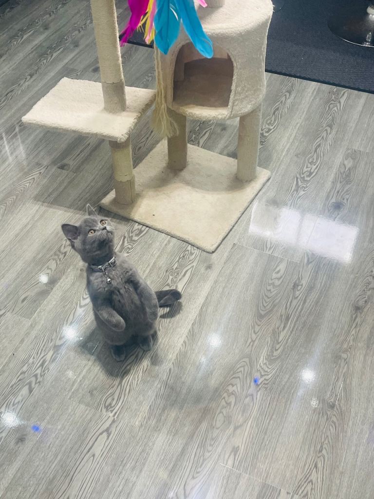 Stunning 18 Week Old Pedigree Blue British Shorthair Girl