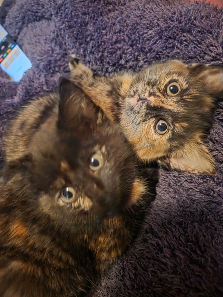 Two tortoise shell female kittens ready to go 