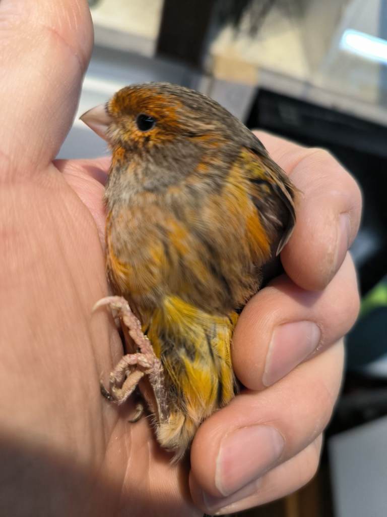 Young 2025 canaries in Taunton 