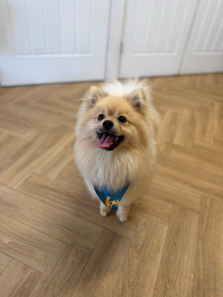 Pomeranian puppy for sale 