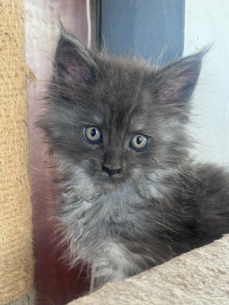 🏆 Exceptional Maine Coon Kittens – Champion Bloodlines 🏆