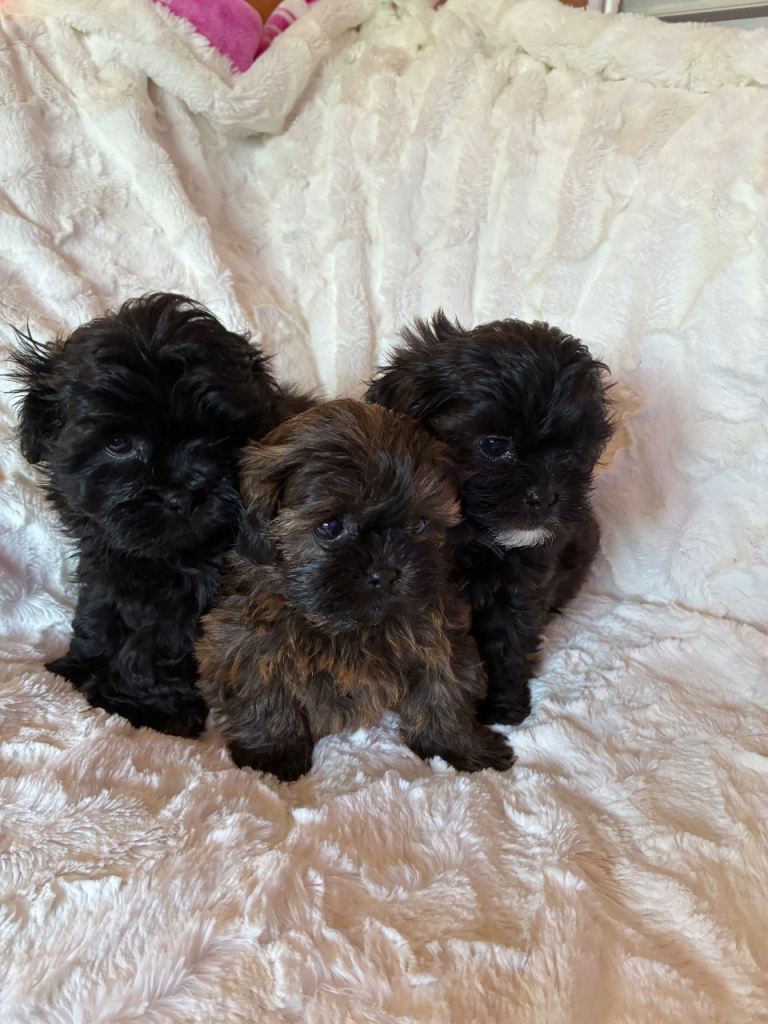 Imperial shihpoo puppies