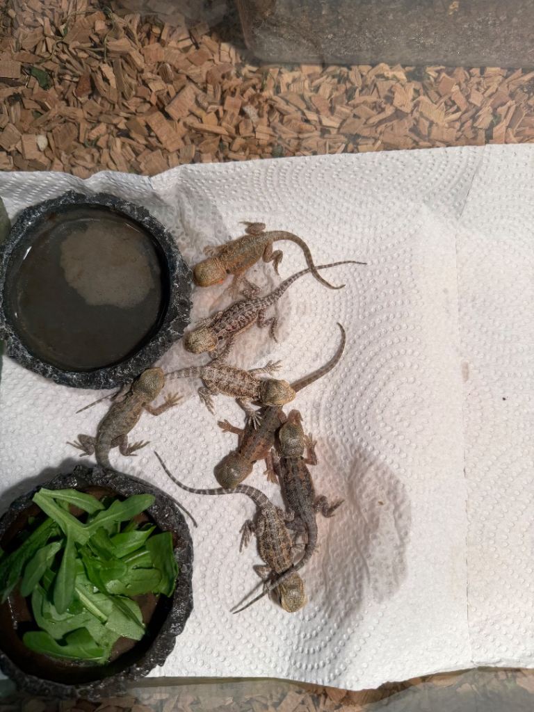 Bearded Dragon Babies